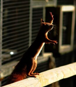 A squirrel raising one paw