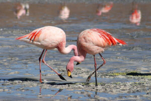 Flamingoes searching for food