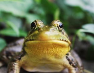 A frog stares directly into the camera.