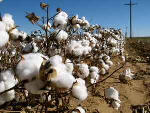 A closeup picture of a cotton plant in a field. The cotton shrubs have soft white bulbs of cotton growing out of the branches. 