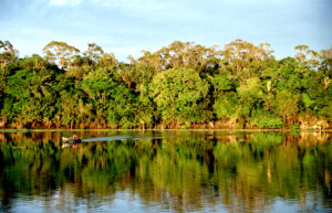 Photo of the Amazon rainforest