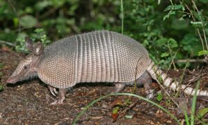 An armadillo