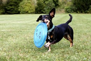 Dachshund dog carrying a frisbee