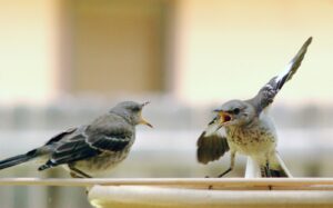 Two birds that look like they're yelling at each other.