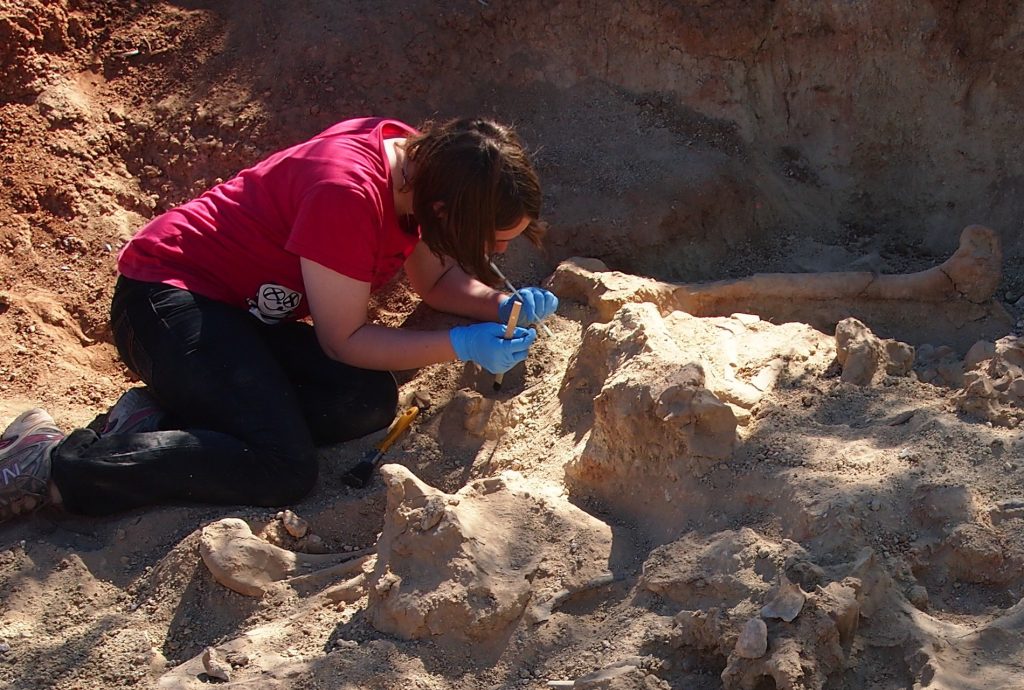 A woman uses a precise tool to dig out dinosaur bones