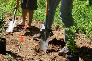 Two people with shovels digging in the dirt