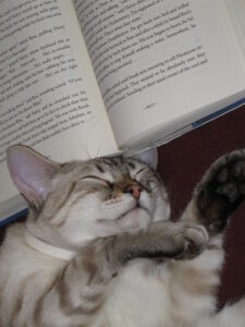 A cat lying on top of a book