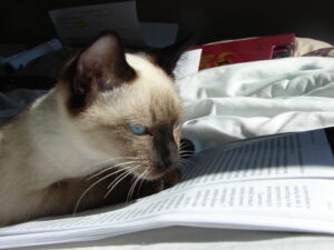 A cat reading