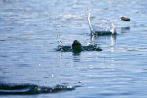 A stone skipping on water