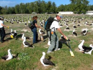 People in a field of nesting birds