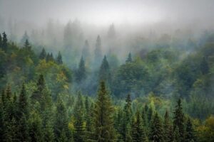 Aerial view of a forest