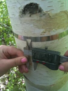 Dendrologist measuring a tree trunk