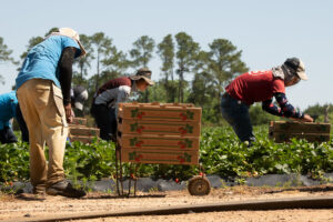 Farm workers picking strawberries