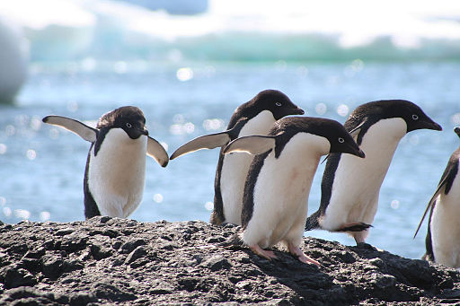 4 penguins, their wings outspread, running over a rock in front of water with an iceberg floating in the background