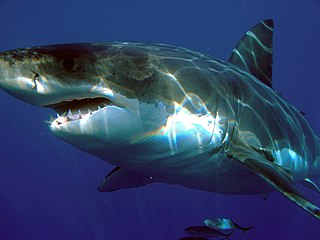 a great white shark, swimming, its mouth slightly open
