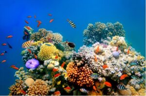 Fish swimming around coral