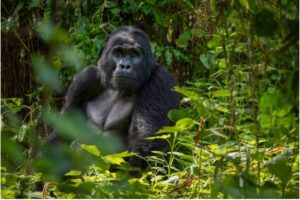 A gorilla sitting among plants