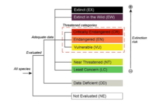 A depiction of the IUCN’s extinction levels. On the far left is all species, which branches into evaluated and not evaluated (NE). From evaluated, the tree branches into data deficient (DD) and adequate data. Adequate data then splits into 7 groups, which are, in order of lowest to highest extinction risk: least concern (LC), near threatened (NT), vulnerable (VU), endangered (EN), critically endangered (CR), extinct in the wild (EW), extinct (EX). Vulnerable, endangered, and critically endangered are all also labeled “threatened categories.”
