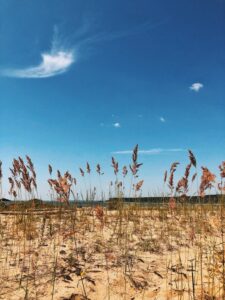 plants in a dry field