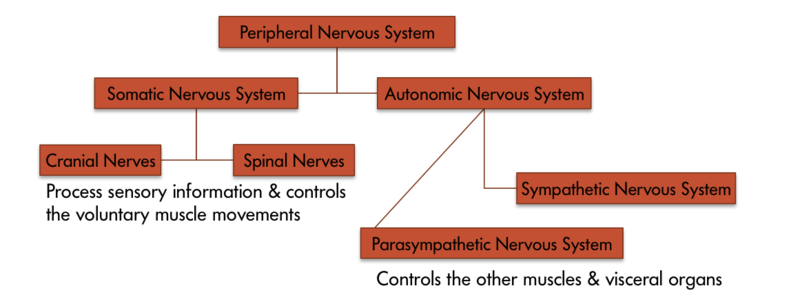 The various components of the peripheral nervous system – the peripheral nervous system consists of two parts – the somatic and the autonomic nervous system. Somatic nervous system is comprised of cranial nerves and spinal nerves which process sensory information and control the voluntary muscle movements. And the autonomic nervous system is comprised of the sympathetic nervous system and the parasympathetic nervous system which control other muscles and visceral organs. " title="The various components of the peripheral nervous system – the peripheral nervous system consists of two parts – the somatic and the autonomic nervous system. Somatic nervous system is comprised of cranial nerves and spinal nerves which process sensory information and control the voluntary muscle movements. And the autonomic nervous system is comprised of the sympathetic nervous system and the parasympathetic nervous system which control other muscles and visceral organs.