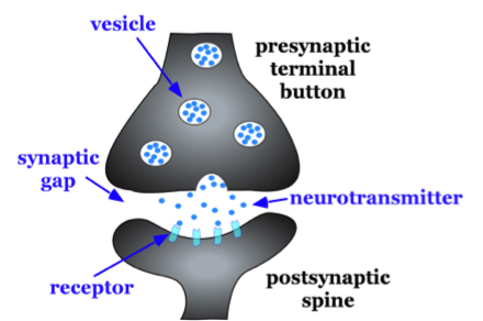 A display of how neurons communicate using neurotransmitters. It shows vesicles on one end of a dendrite with a synaptic gap and neurotransmitters moving through the space to the receptor site.