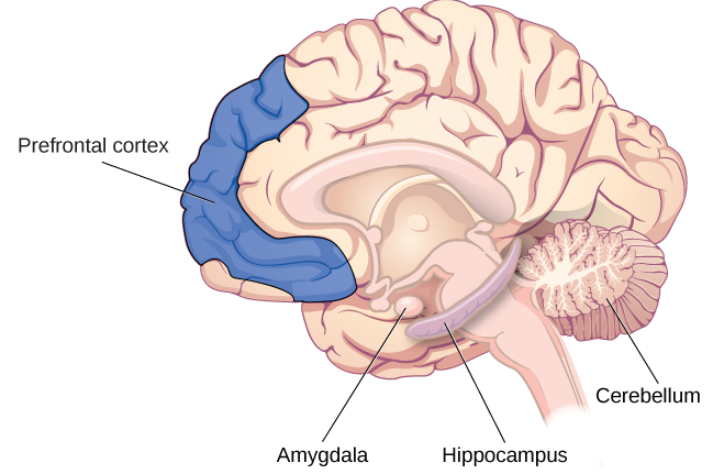 Which part of the brain is responsible for controlling body