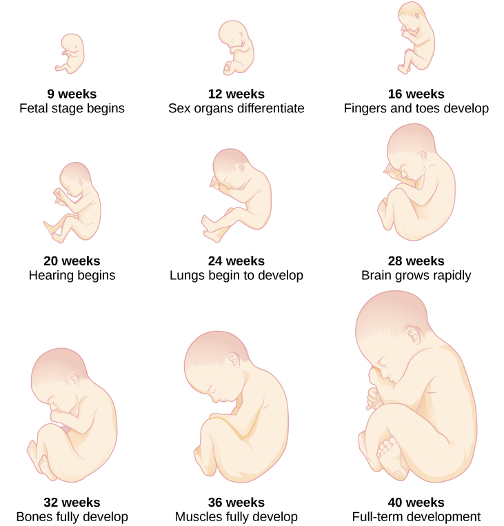 the growth cycle of a fetus