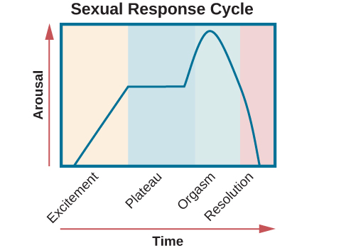 Sexual Behavior | Introduction to Psychology