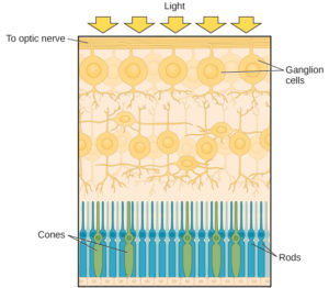 This illustration shows light reaching the optic nerve, beneath which are Ganglion cells, and then rods and cones.