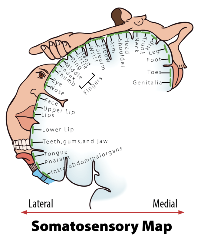 Somatosensory map, showing the areas in the sensory cortex that respond with the greatest sensitivity to touch. Hands, faces, and genitals are particularly sensitive.