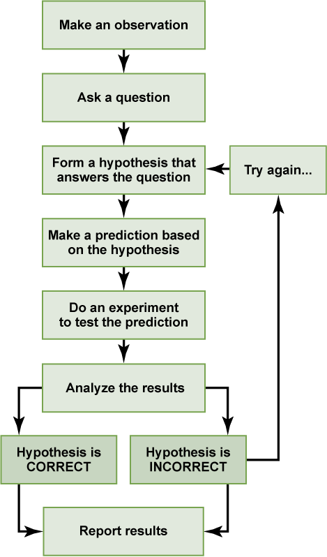 Diagrama de flujo del método científico con ocho etapas. Comienza con hacer una observación, luego hacer una pregunta, formar una hipótesis que responda a la pregunta, hacer una predicción basada en la hipótesis, hacer un experimento para probar la predicción, analizar los resultados, probar que la hipótesis es correcta o incorrecta, y luego reportar los resultados. Si la Hipótesis es incorrecta, se vuelve a la etapa tres (se forma una hipótesis que responde a la pregunta) y se repite el proceso a partir de ahí.