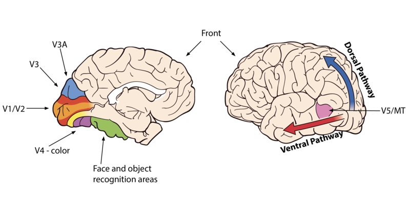 Areas of the brain showing the ventral pathway, along the side of the brain closer to the temporal lobes, and the dorsal pathway in the back of the brain. It also shows the visual cortex areas V1/V2, V3, V3A, and V4.