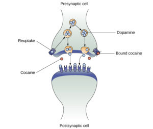 En illustration af en præsynaptisk celle og en postsynaptisk celle viser disse cellers interaktioner med kokain og dopaminmolekyler. Den præsynaptiske celle indeholder to cylinderformede kanaler, en på hver side nær der, hvor den vender ud mod den postsynaptiske celle. Den postsynaptiske celle indeholder flere receptorer, side om side på tværs af det område, der vender ud mod den præsynaptiske celle. I rummet mellem de to celler findes der både kokain- og dopaminmolekyler. Et af kokainmolekylerne sætter sig fast på en af den præsynaptiske celles kanaler. Dette kokainmolekyle er mærket 