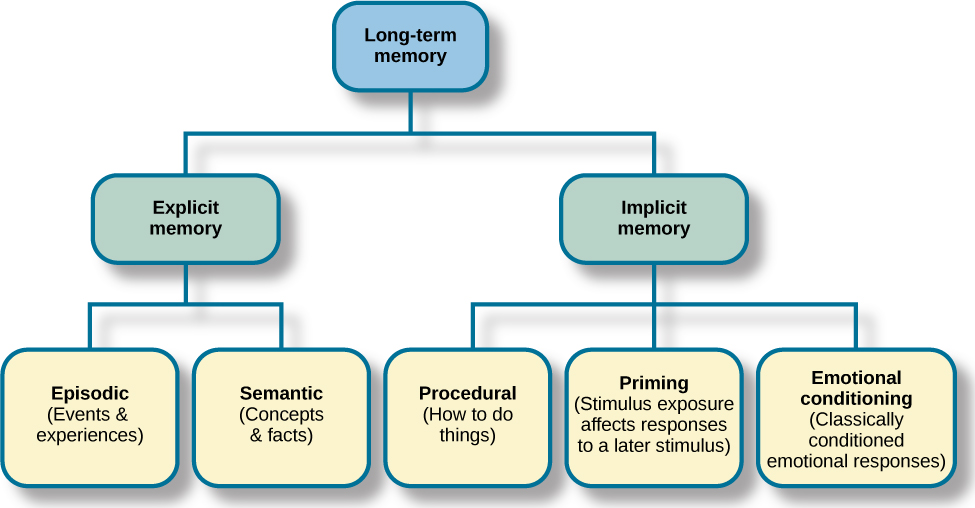 Human Memory Model Stages