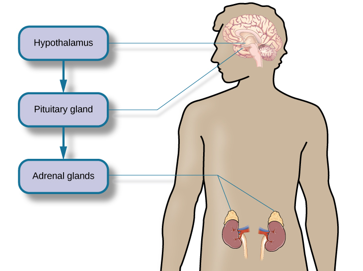 adrenal glands release which hormone