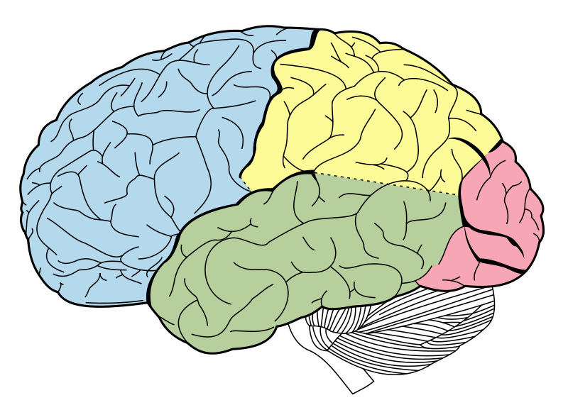 psychology brain diagram