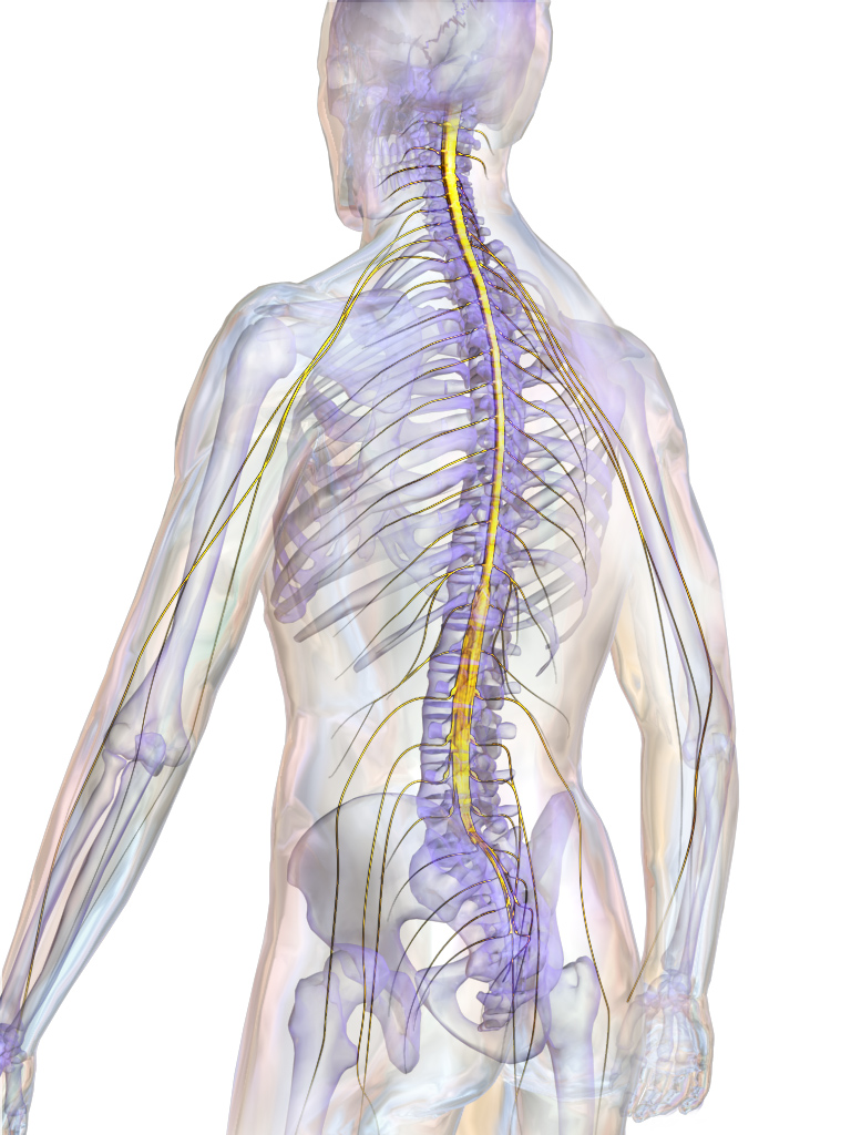 Comparative Functions Of Nervous And Endocrine Systems Chart