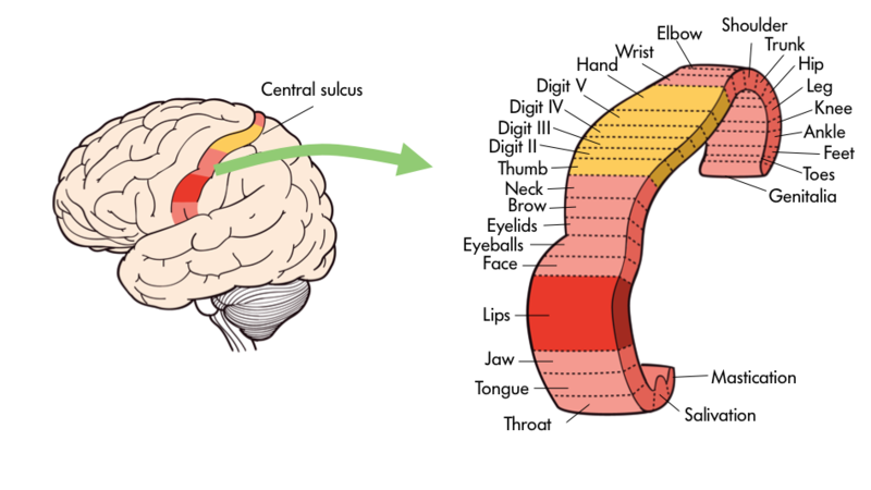 sensation in the brain