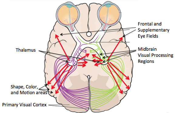 gustatory cortex and thalamus