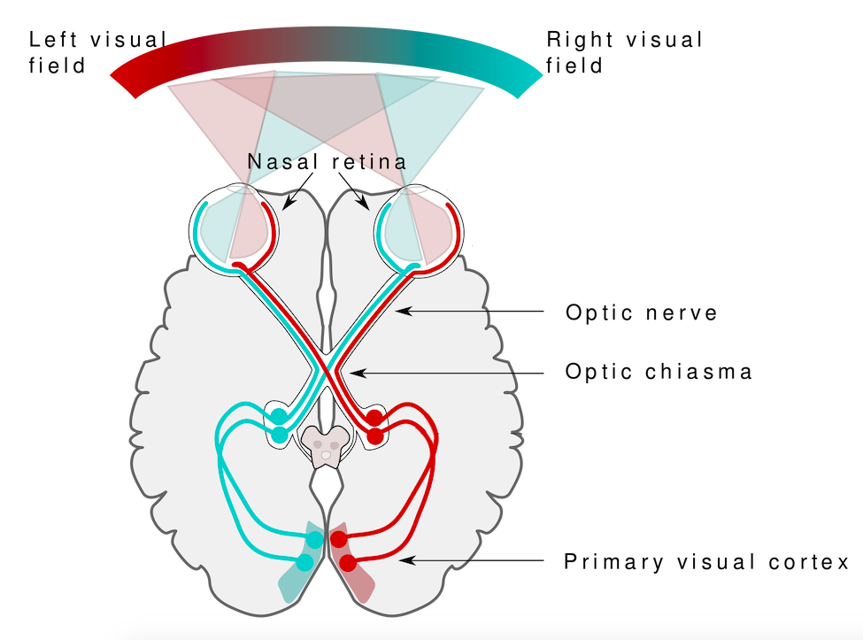 patient with eyes closed but going left right