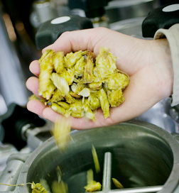 Top Hops in American Craft Beer