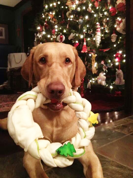 Old Dog, New Gifts: Craft Beer-Themed Doggie Gift Guide