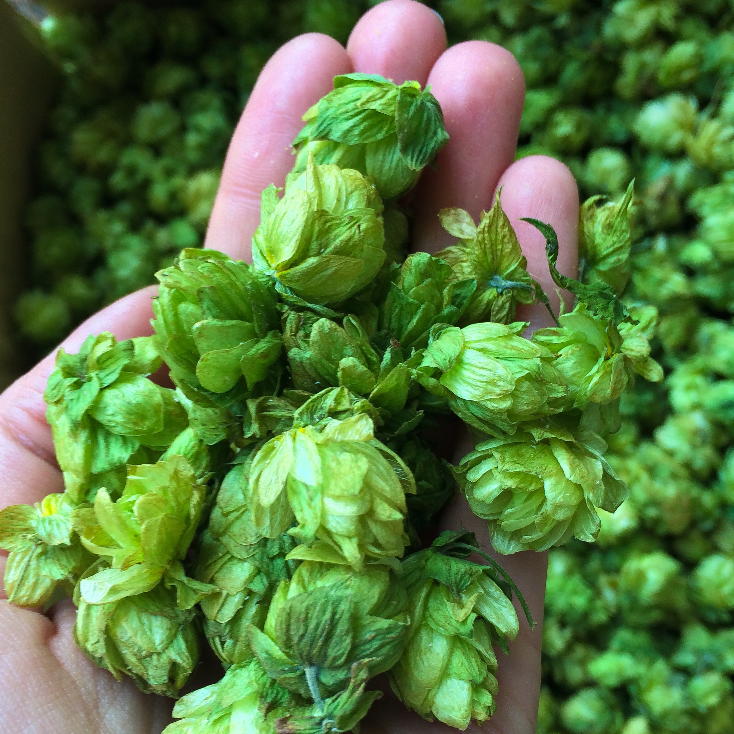 #ipaday