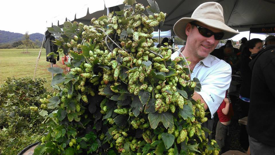 Blue Mountain Brewery hops