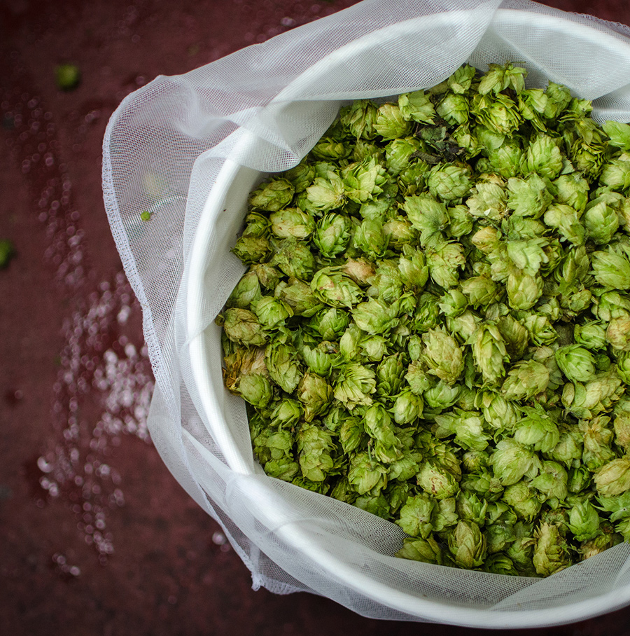 New York hops