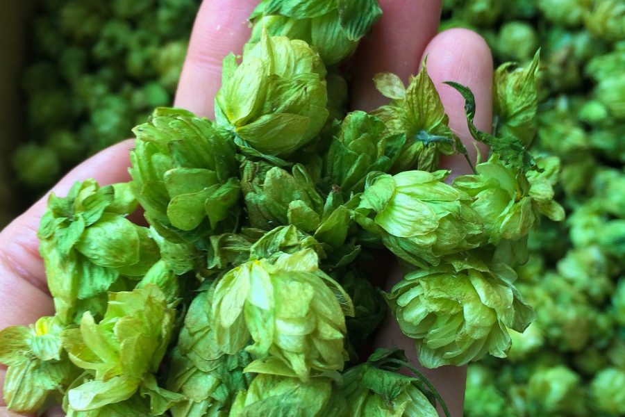 single-hop beers