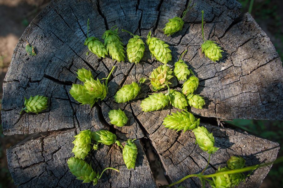Rogue Hopfarms