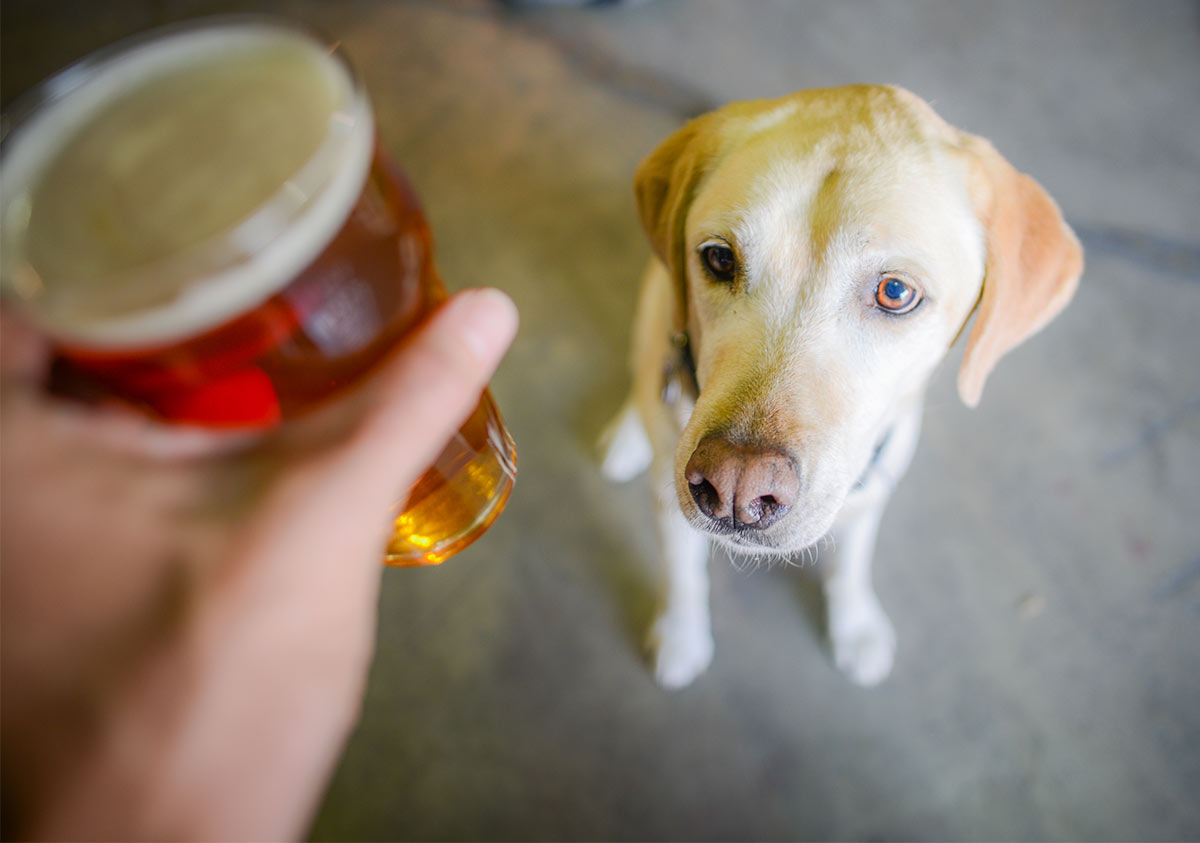 Brewery Dog