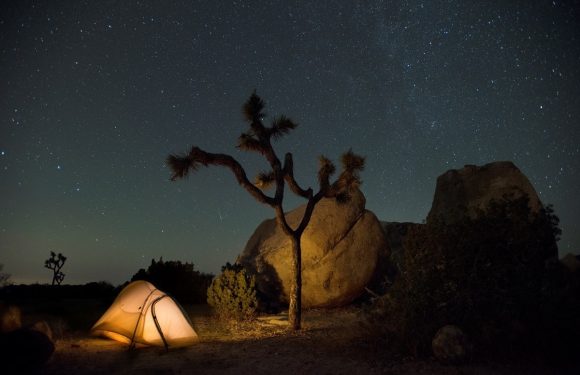 Tent by Joshua Tree in the night with stars