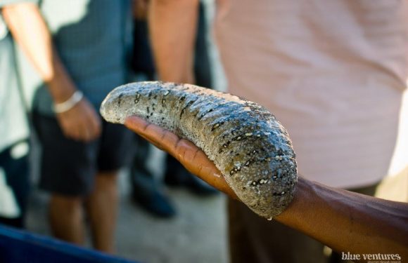 Sea Cucumber